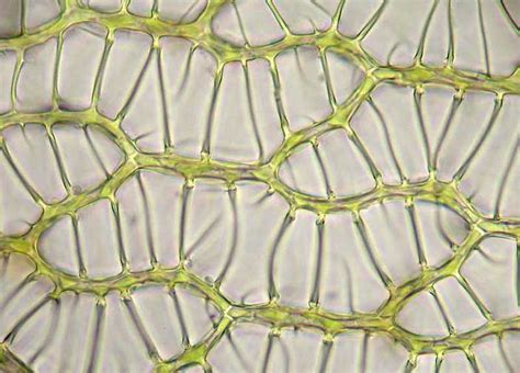Cells In Sphagnum Leaf Chloroplasts ANBG Bryophyte Website