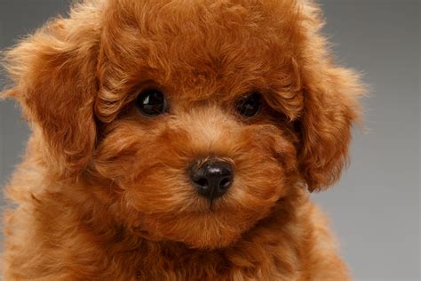 Puppies That Look Like Teddy Bears Readers Digest