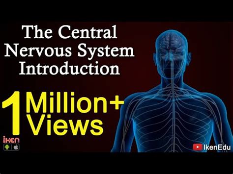 We did not find results for: The Central Nervous System- Introduction - YouTube