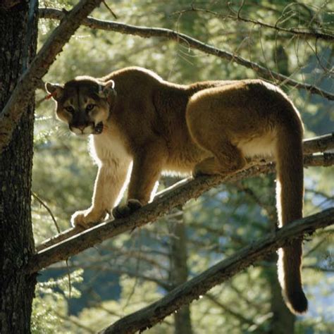 Cougar Legal Status And Management Western Wildlife Outreach