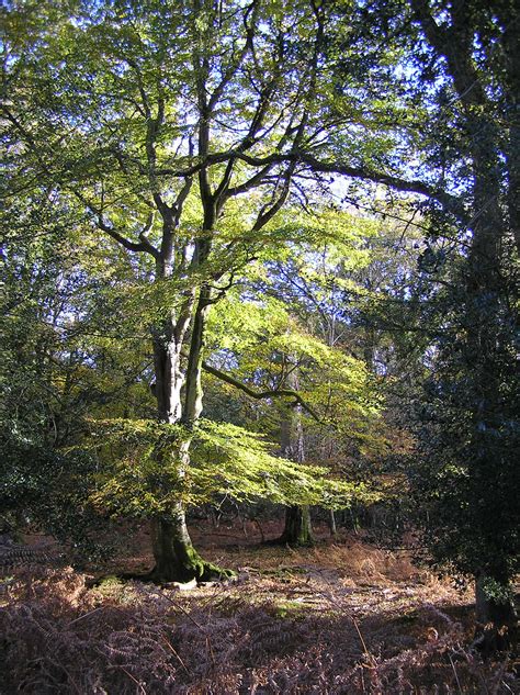 Beech Tree New Forest Hampshire England Chichester Buscando La Paz