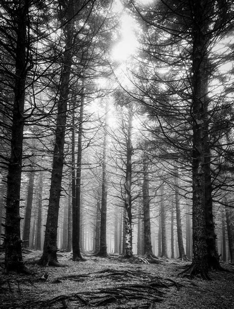 Pines Bw Photograph By Joye Ardyn Durham Fine Art America