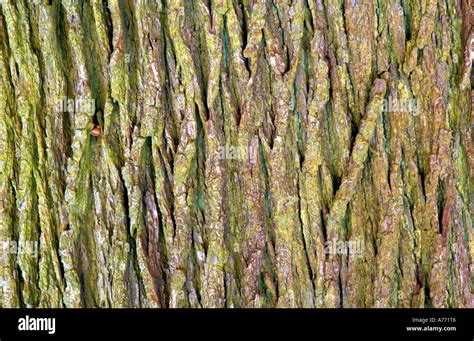 Close Up Of Bark On A Yellow Poplar Tree Trunk Liriodendron Tulipifera