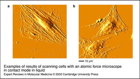 Examples Of Results Of Scanning Cells With An Atomic Force Microscope