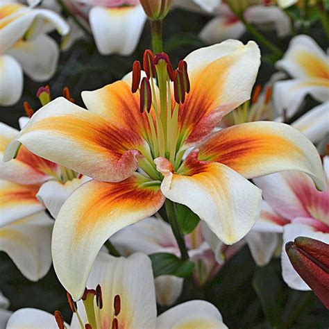 One probable reason is the black spots on the flower's petals. Lilies, Lily Flowers, Lily Bulbs, Lily Gardens & More ...