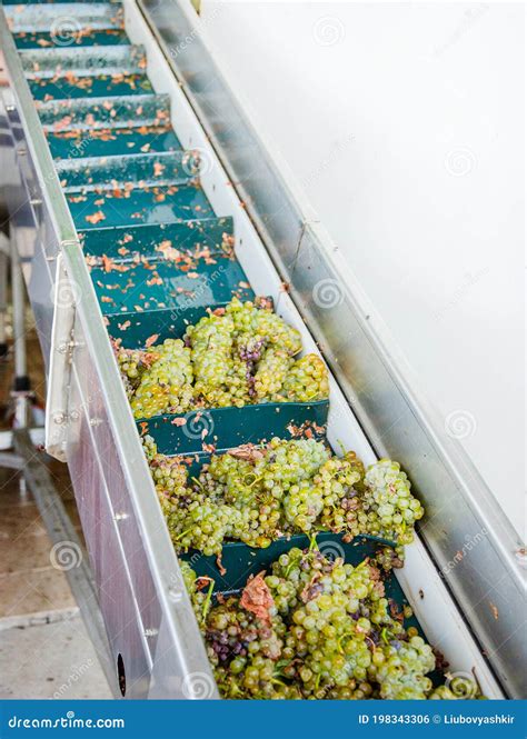 Modern Winery Machine With Grapes Process Of Crushing The Grapes In