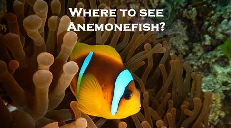 5 Best Places To See Clownfish While Snorkeling Snorkel Around The World