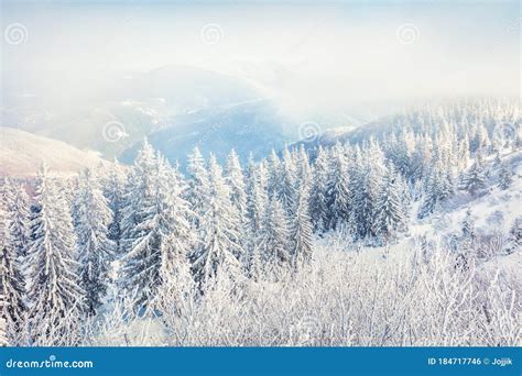 Bright Winter View Of Carpathian Mountains With Snow Covered Fir Trees