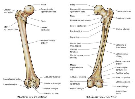 Diagram labeling the structure of a bone. femur bone diagram - Google Search | Femur bone, Skull and ...