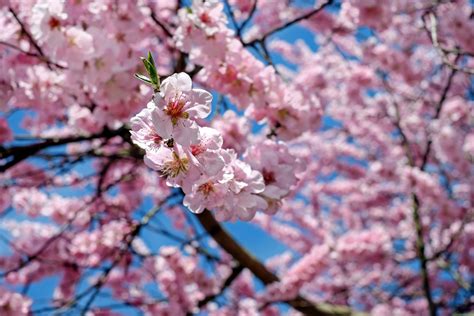 Fotoğraf Ağaç şube çiçek Taçyaprağı Bahar üretmek Renk Renkli