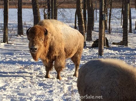 White Buffalo Bison Bull For Sale