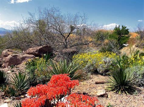 Aloe And Other Native Arizona Desert Plants Desert Landscaping