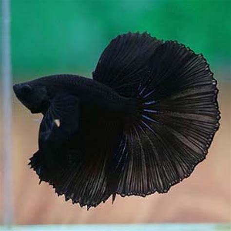 Buy Full Black Halfmoon Betta Aquarium Fish Online Aqu