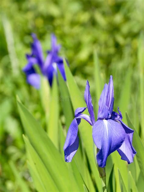 Blue Iris Flowers Stock Image Image Of Sunlight Spring 31452281