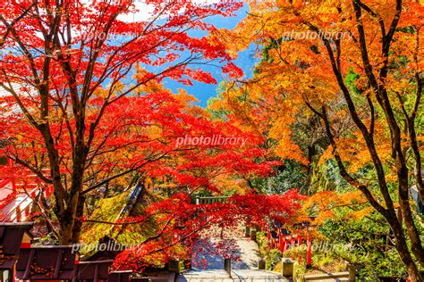 田圍 車公廟 大圍 顯徑 鑽石山 啟德 宋皇臺 土瓜灣 何文田. 鞍馬山の紅葉 写真素材  5297315  - フォトライブラリー photolibrary