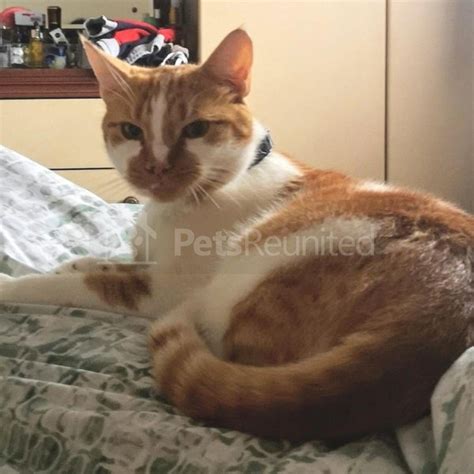 Lost Cat Ginger And White Cat Called Buddy Uxbridge Area Hillingdon