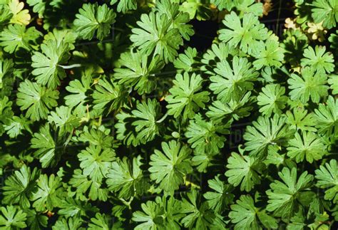 Florist in los gatos, california. Agriculture - Weeds, Cutleaf Geranium (Geranium dissectum ...