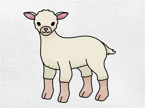 How To Draw A Lamb Helloartsy