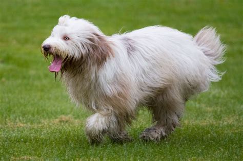 Bearded Collie Information Dog Breeds At Thepetowners