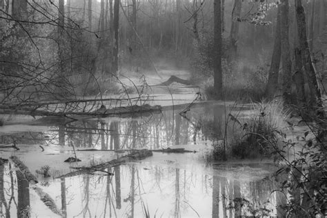 Free Images Landscape Tree Water Nature Forest Swamp Wilderness