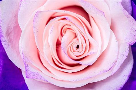 Beautiful Blue Pink Rose Bud Macro Close Up Texture Background Stock