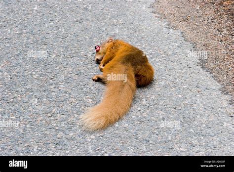 Scottish Red Squirrel Road Kill Scotland Uk Stock Photo Alamy
