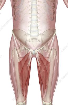 Illustrations of the anatomy of the upper limb. Muscles of the upper leg - Stock Image - F002/0108 - Science Photo Library