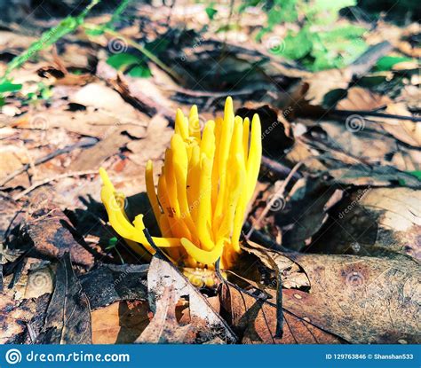 A Yellow Finger Coral Fungi Growing Stock Photo Image Of Spindle