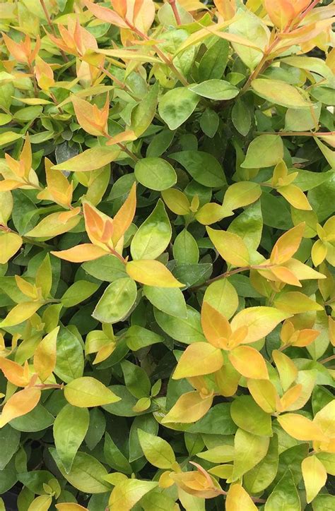 Shop.arborday.org has been visited by 10k+ users in the past month Funshine® - Abelia grandiflora | Deer resistant plants ...