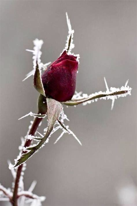 Frozen Winter Rose Frozen Rose Beautiful Flowers