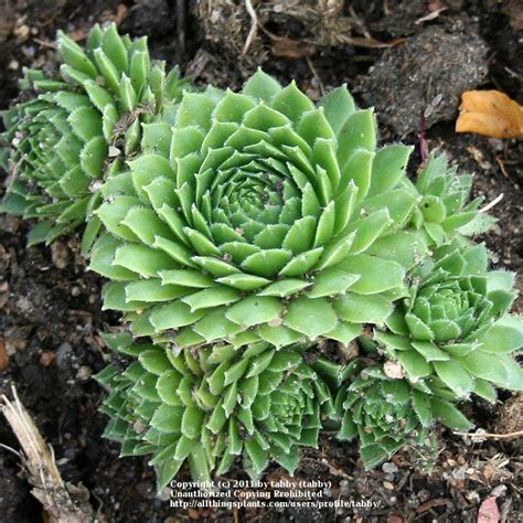 Photo Of The Entire Plant Of Hen And Chicks Sempervivum Green Wheel