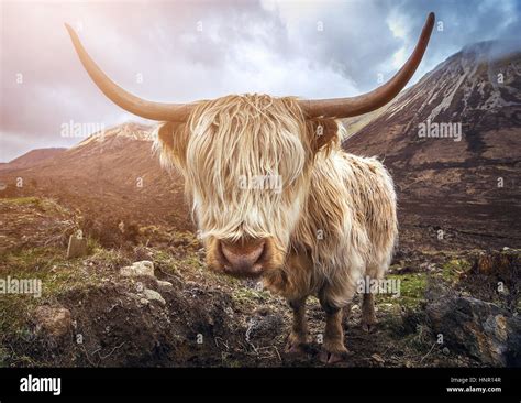 Scotland Uk Portrait Of A Highland Cattle At The Glamaig Mountains