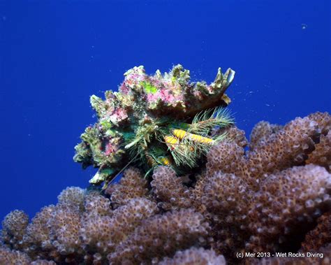 Kona Rec Tech Manta Wet Rocks Diving