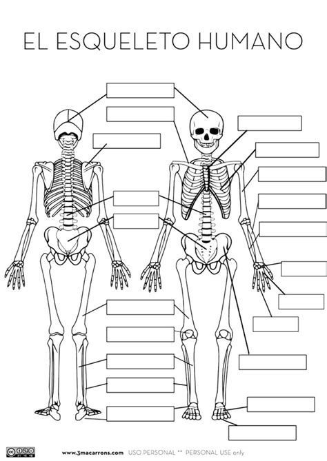 Get Esqueleto Humano Para Niã±os Simple Lena