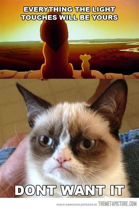 25 quotes to let your light shine, with purpose and passion. Everything the light touches… | Grumpy cat quotes, Cat quotes funny, Grumpy cat humor