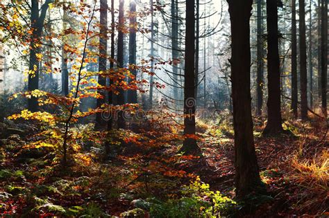 Sunlight In Autumn Forest Stock Image Image Of Bush 47561691