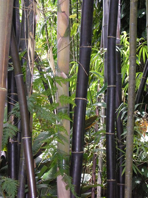 The evergreen foliage provides a year round windbreak, as well as privacy screening. Black bamboo at Flecker Botanical Garden Cairns Australia ...