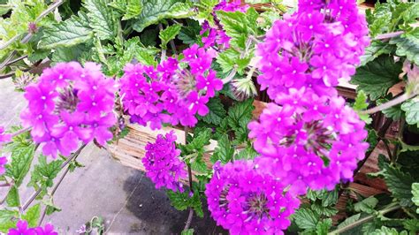 Verbena Homestead Purple