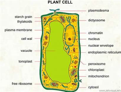 Cell Plant Cells Facts Animal Interesting Simple