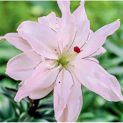 Lowes Pink Spring Pink Lily Bulbs Lb22676 Bagged 6 Count In The