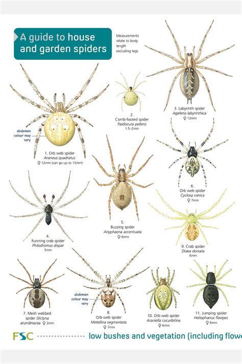 Michigan Spiders Identification Chart