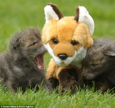 Abandoned Fox Cubs Adopt Cuddly Toy As Their Mum Daily Mail Online