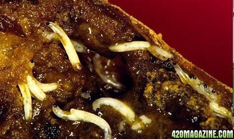 Maybe you would like to learn more about one of these? Cannabis Pests - Introduction and description - Grow Guru ...
