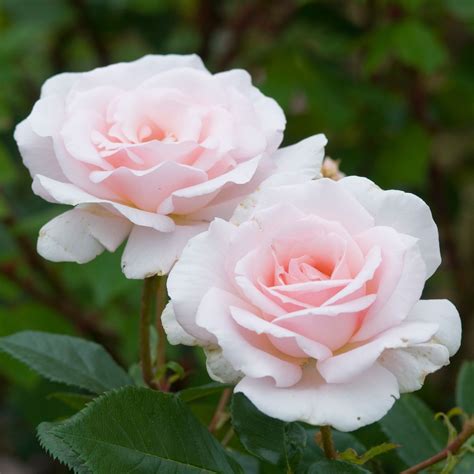 A Whiter Shade Of Pale Rose Hybrid Tea Bred By Colin A Pearce