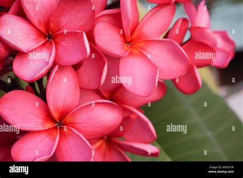 Bunga Kamboja Pink Stock Photo Alamy