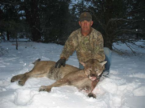 Upload, livestream, and create your own videos, all in hd. Arizona Mountain Lion Hunts: Mountain Lion Cougar Hunting ...