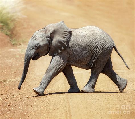 Baby African Elephant Photograph By Jane Rix Fine Art America