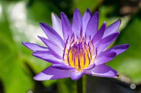 What Is The Meaning Of Black Lotus Flower Best Flower Site