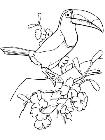 Download now (png format) downloaded > 5,500 times. Keel Billed Toucan Coloring page | Free Printable Coloring Pages