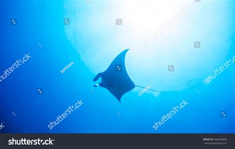 Manta Ray Underwater Stock Photo 404442895 Shutterstock